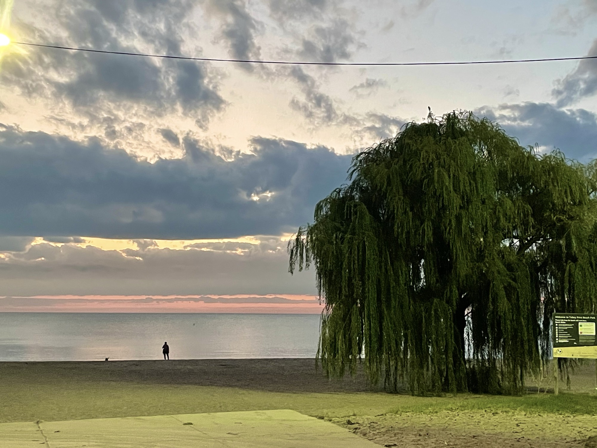 Willow beside Chicago’s lakefront.